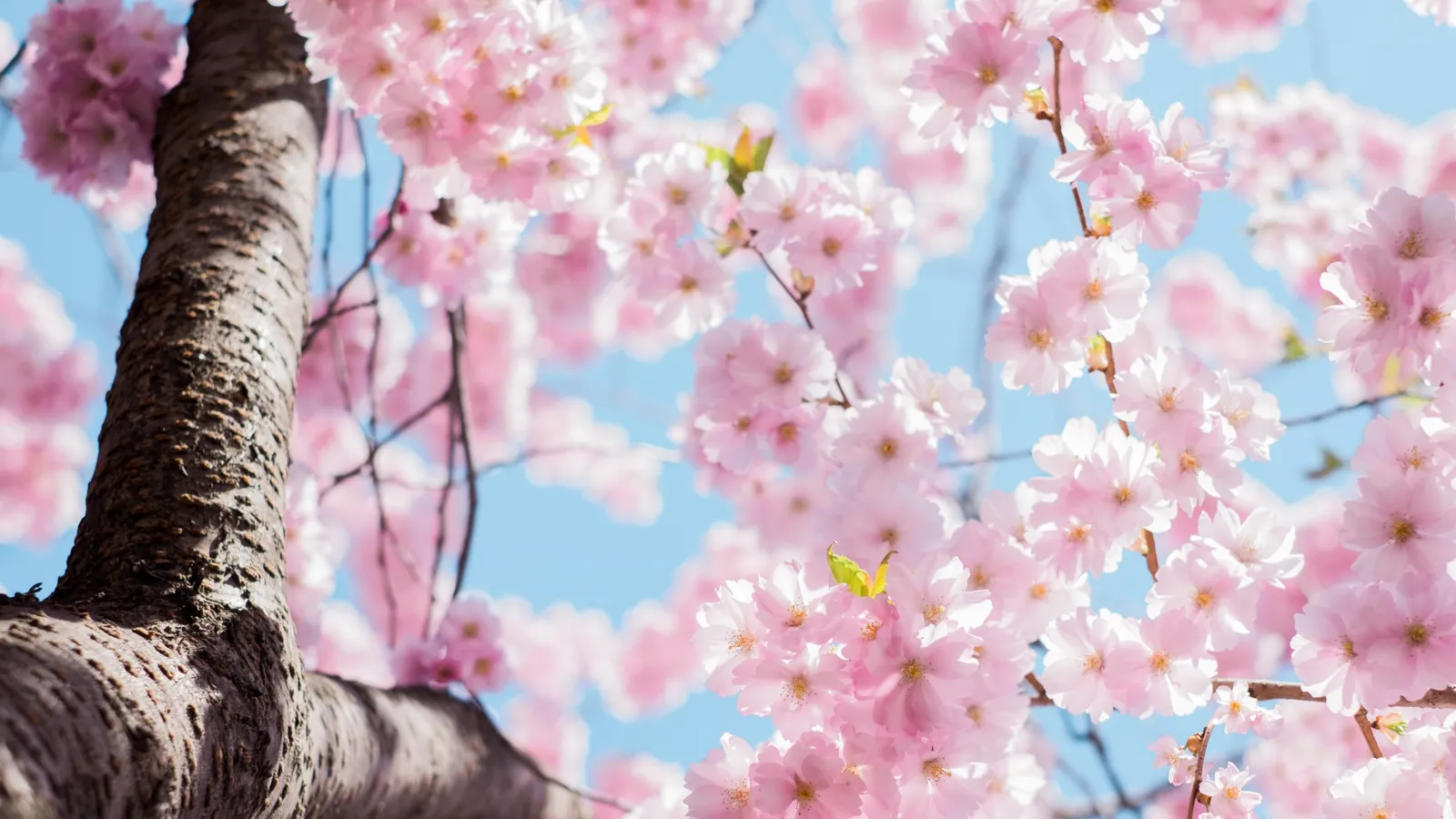 Flores de cerezo japones.